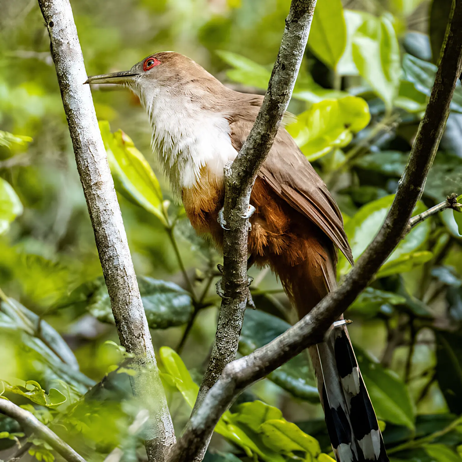 Las aves que siempre estuvieron ahí